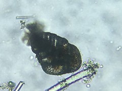 Bolivinitidae