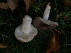 Russula versicolor