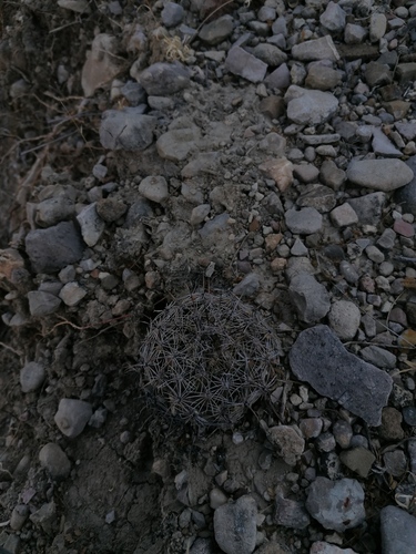 Coryphantha pallida