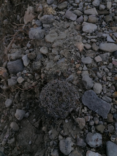 Coryphantha pallida