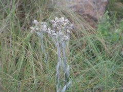 Helichrysum auriceps