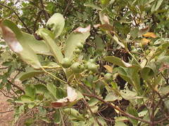 Ixoroideae