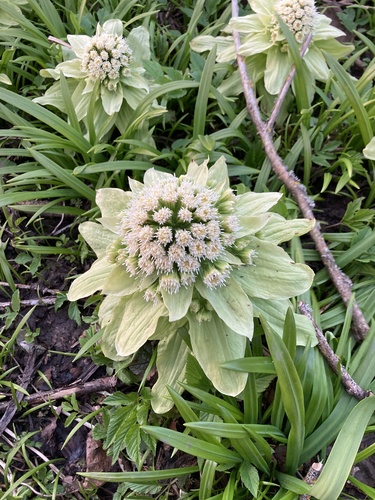 Petasites japonicus