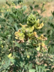 Tephrosia zoutpansbergensis