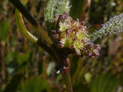 Centella difformis