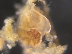 Discorbinella