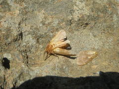 Anaphe