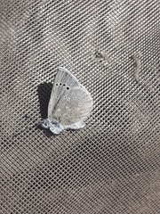 Glaucopsyche lygdamus australis