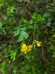 Hippocrepis emerus emeroides