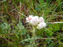 Antennaria caucasica
