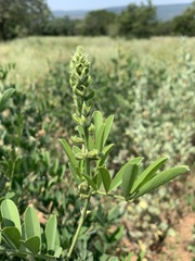 Tephrosia zoutpansbergensis