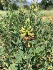 Tephrosia zoutpansbergensis