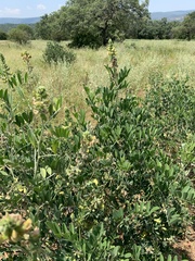Tephrosia zoutpansbergensis