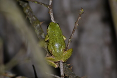 Hyla intermedia perrini