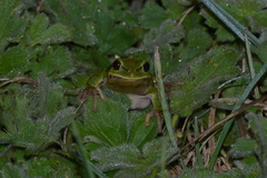 Hyla intermedia perrini