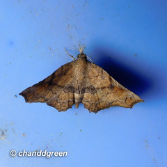 Throana pectinifer