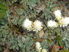 Antennaria caucasica