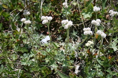 Antennaria caucasica