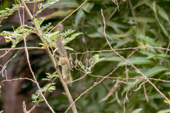 Funisciurus congicus