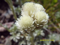 Antennaria caucasica