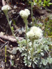 Antennaria caucasica