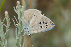 Polyommatus damocles