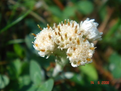 Antennaria caucasica