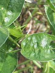 Odontura glabricauda