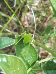 Odontura glabricauda