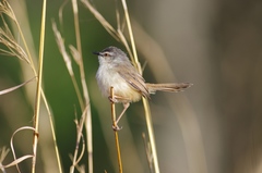 Prinia subflava