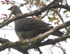 Patagioenas plumbea