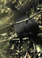 Crypturellus obsoletus