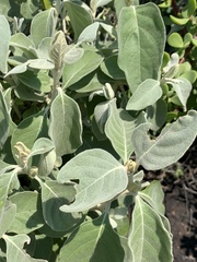 Barleria albostellata