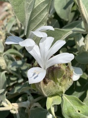 Barleria albostellata