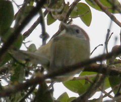 Hylophilus poicilotis