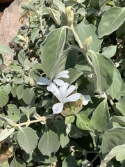 Barleria albostellata