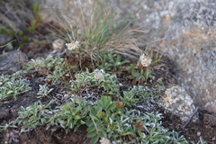 Antennaria monocephala