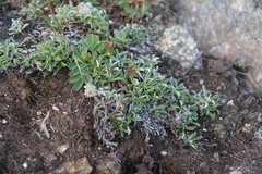 Antennaria monocephala