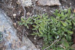 Antennaria monocephala