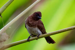 Pycnonotus barbatus tricolor
