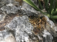 Selaginella wrightii