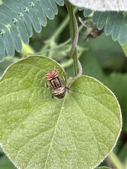 Eristalodes