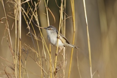 Prinia subflava