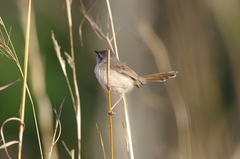 Prinia subflava
