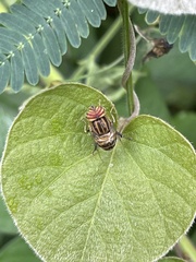 Eristalodes