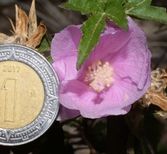 Hibiscus phoeniceus