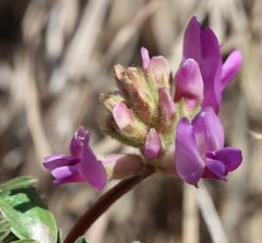 Astragalus crassicarpus
