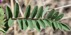 Astragalus crassicarpus