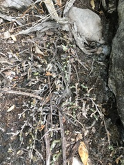 Selaginella peruviana