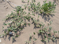 Atriplex laciniata